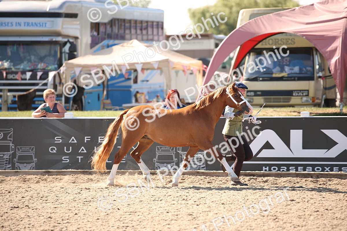 SBM_02694 - Class 16 IH M&M Wildcard