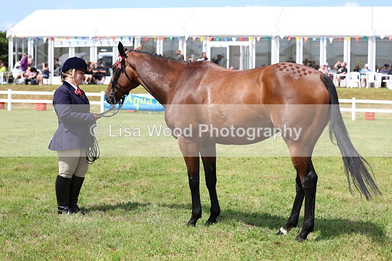 3E7A1132 - Class 8: Open Riding Horse/Hack