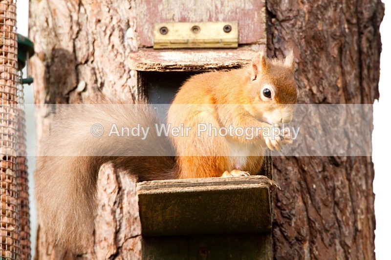 20101026-2590 - Red Squirrel