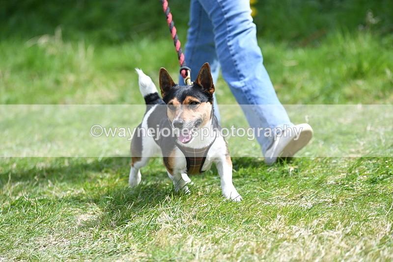 WJ5_0389 - Class 7 Best Terrier