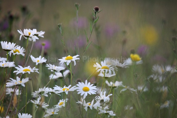 Meadow Grass _FL060 - Wild Flowers,  plants & Fungus photography, Great Britain