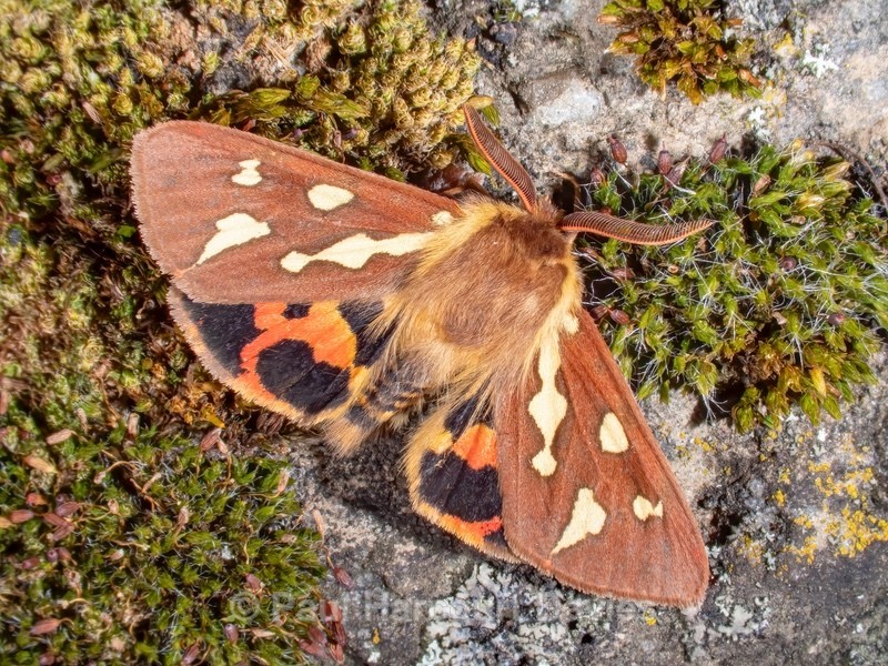 Patton's Tiger ( Hyphoraia testudinaria) ♂ - Mikromak & TS Robusto 160