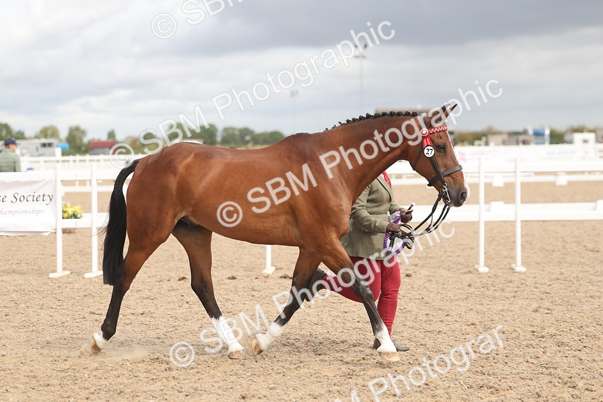 SBM_04521 - Class 18 - Handsomest Gelding (IH or Ridden)