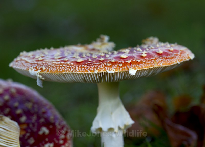 ' Fly agaric ' Amanita muscaria, Tatton Park, Cheshire - FUNGI (MUSHROOM) IMAGES