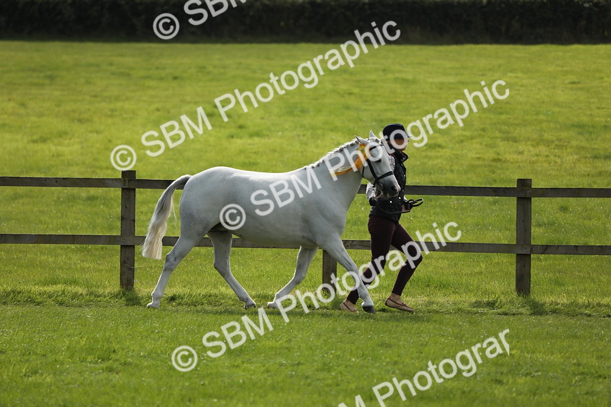 SBM_65649 - S48 - Show Pony & Show Hunter Pony In Hand