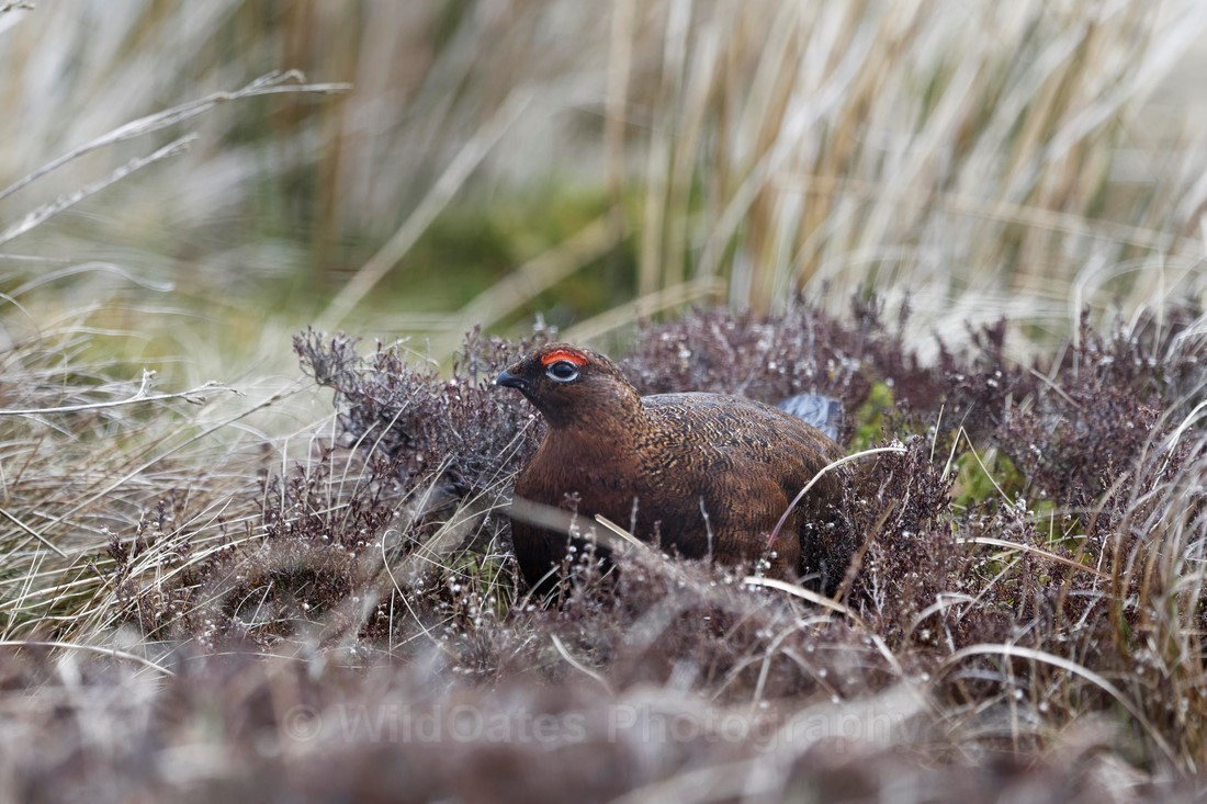 Teesdale  2018-04-17 15-02-03  - Teesdale Black Grouse and others