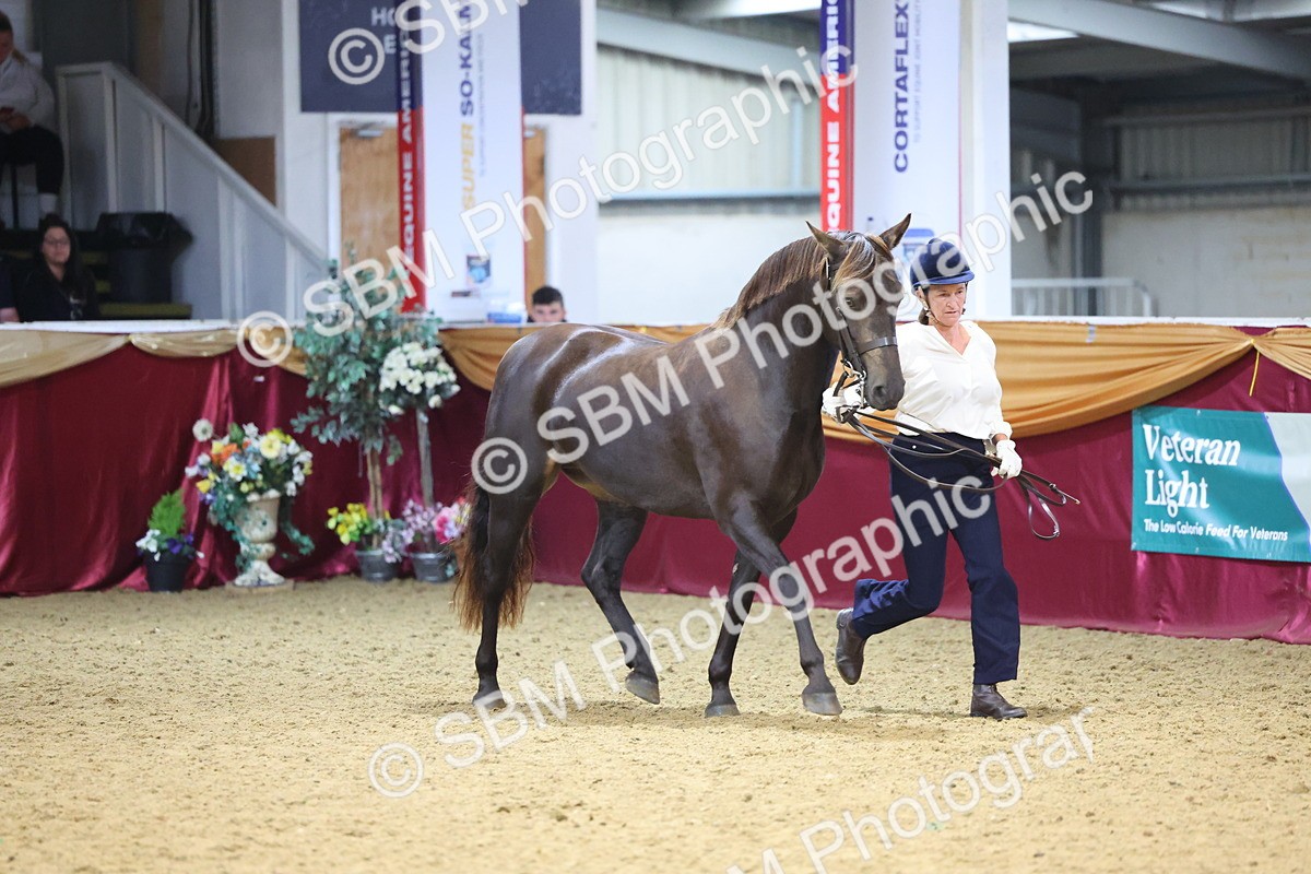 SBM_22799 - Class 903 - Supreme Final - IH Pre Vet