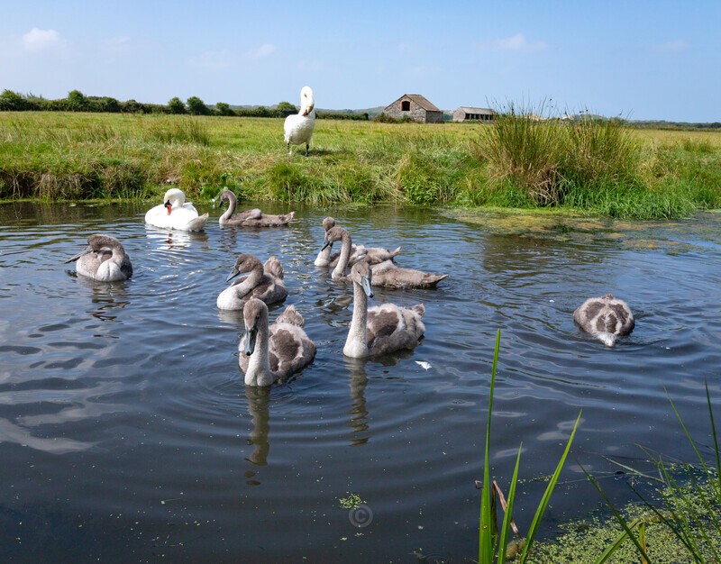 Washing and preening time - Latest Images