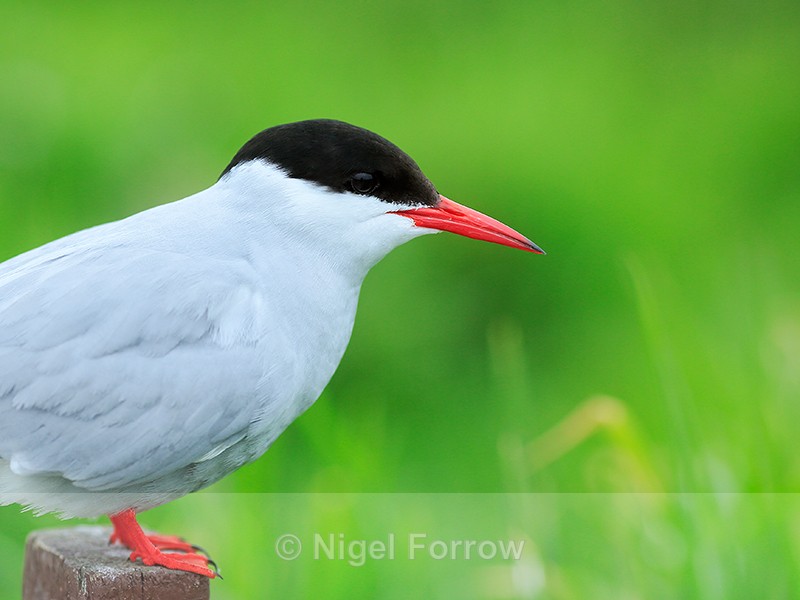 Arctic Tern on post, close view, Farne Islands - Arctic Tern