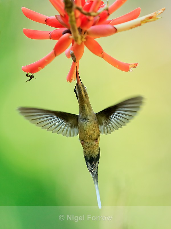 Long-billed Hermit in flight, Costa Rica - Long-billed Hermit