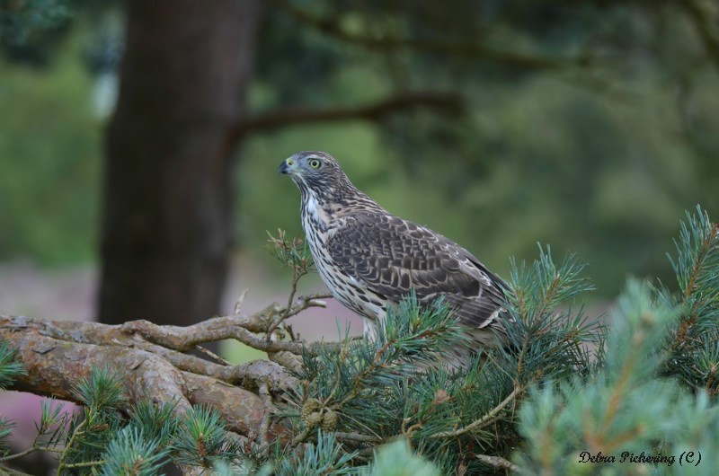 Goshawk - Birds Of Prey