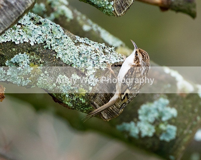 20111120-_MG_7646 - Nuthatch & Treecreepers