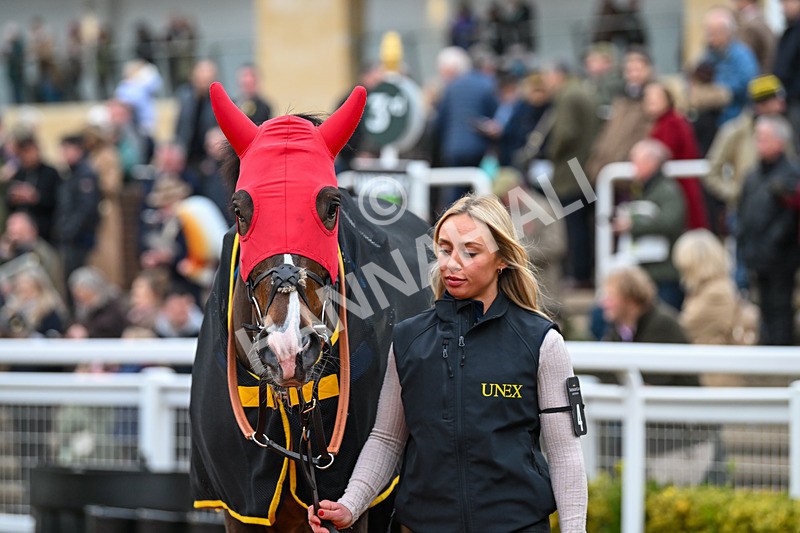 171124-Race 5-Paddock-Burdett Road-3863 - Race 5