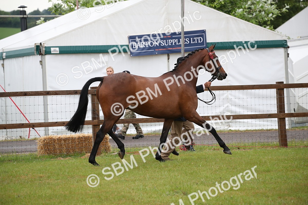 SBM_00130 - Class 17-20 - Arab & Part Bred - Anglo Arab In Hand