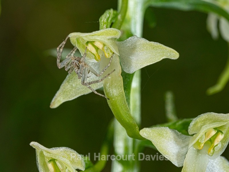 Lesser butterfly orchid (Platanthera bifolia) with spider - Wild Orchids 2021