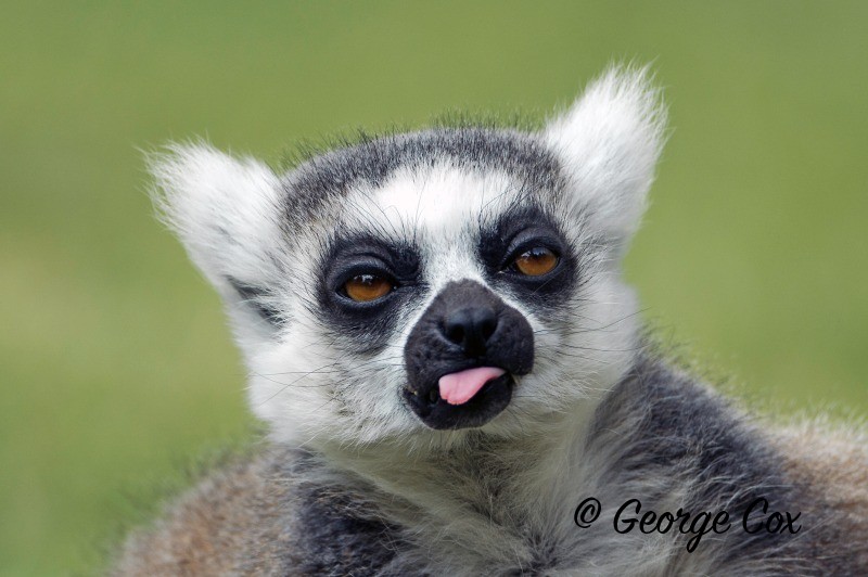 Ring Tailed Lemur