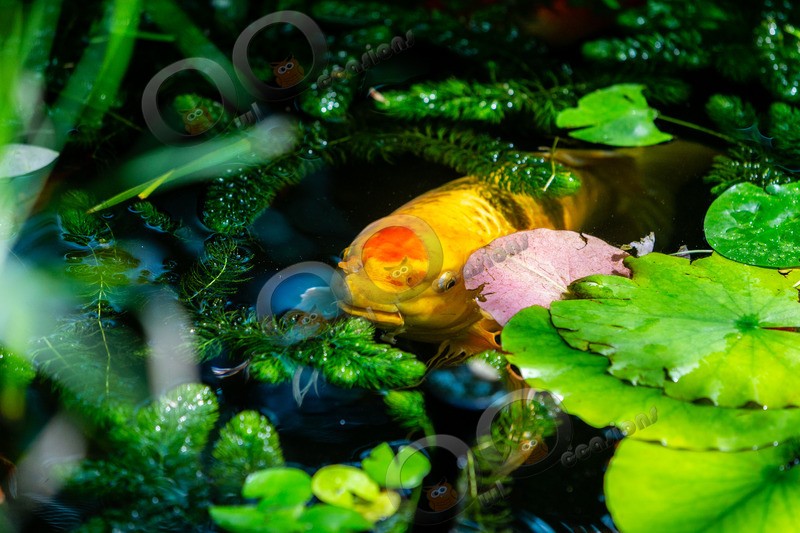 koi-2049 - Pet Photography