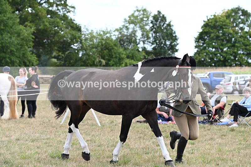 WJ6_6228 - Class 19 In-hand Veterans (Uploaded correct folder)