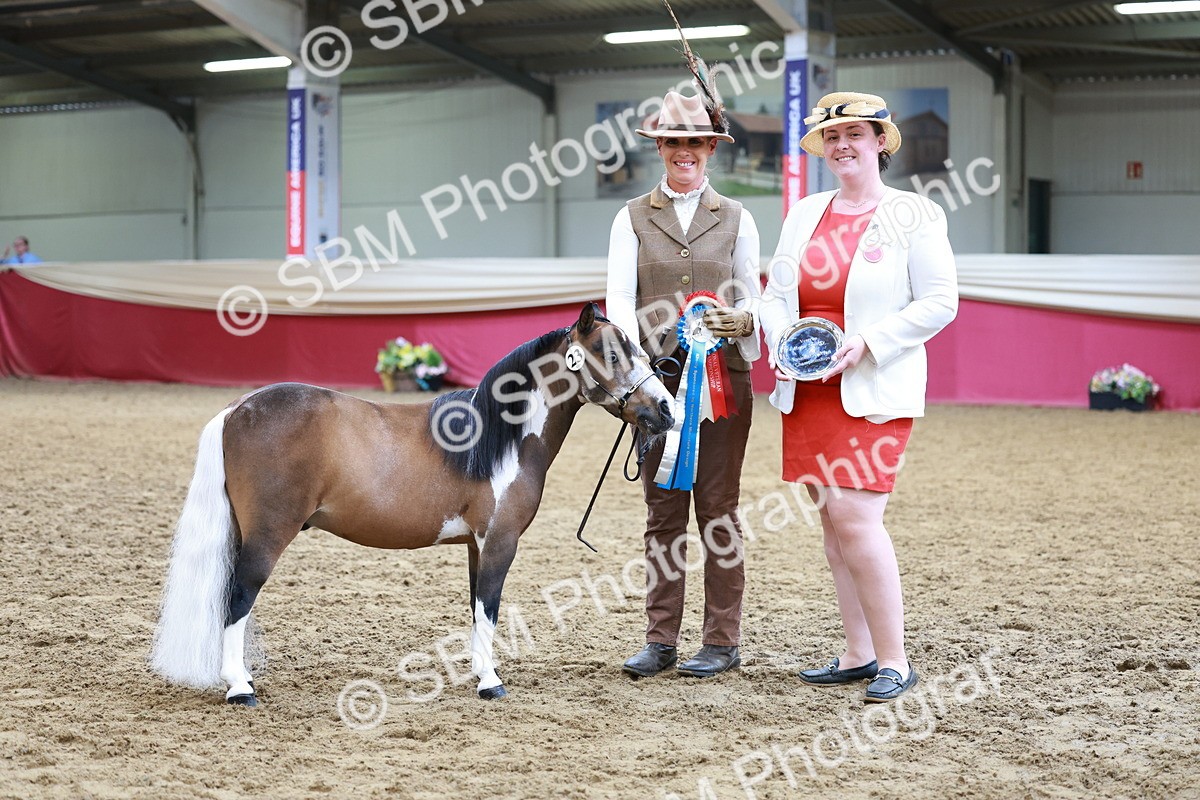 SBM_15745 - Class 110 - IH  Minature Horse