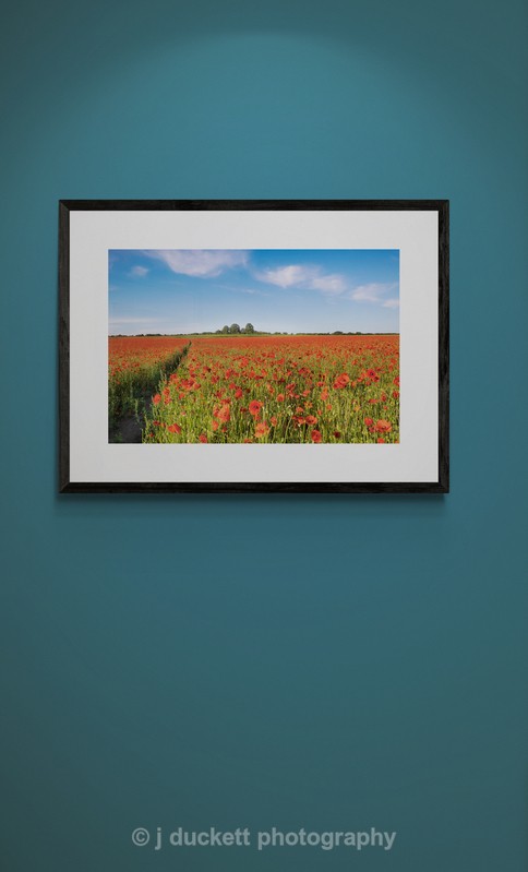  - Poppy Field