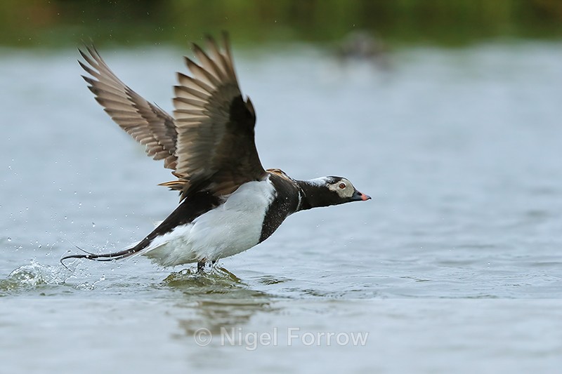 Long-tailed Duck (male) takes off, Iceland - Long-tailed Duck