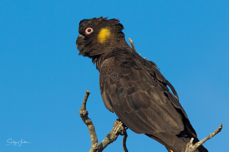 Yellow-tailed Black-cockatoo Male 1 0A3A9173 - Black Cockatoos