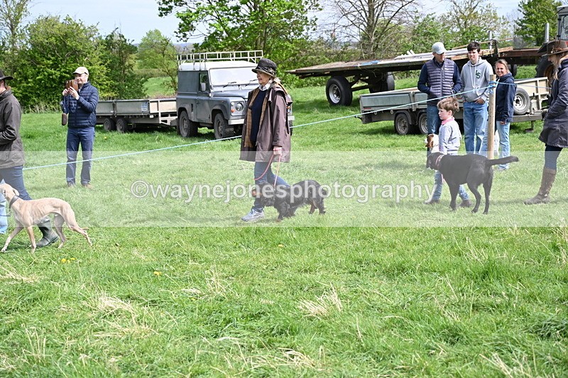 WJ6_8833 - Class 8 Best Working / Gun Dog or Bitch