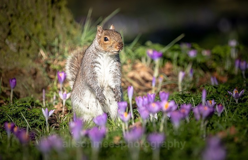  - British Wildlife