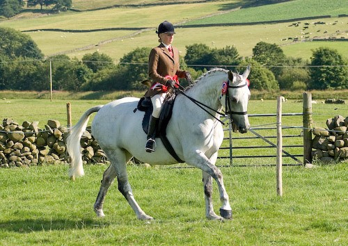 169 - Moniaive Horse Show 2008