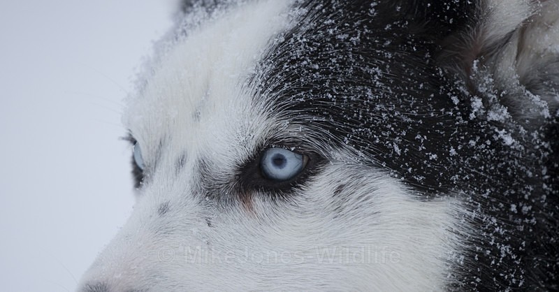 Huskies from the Dogsled team in Northern Finland - FINLAND & SWEDEN LANDSCAPES