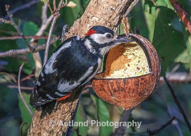 Great Spotted Woodpecker - Latest Images