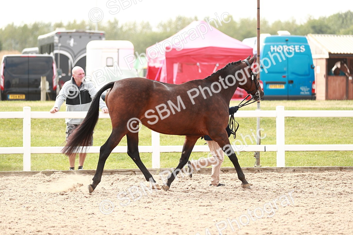 SBM_13188 - Class 208 IH Veteran Horse