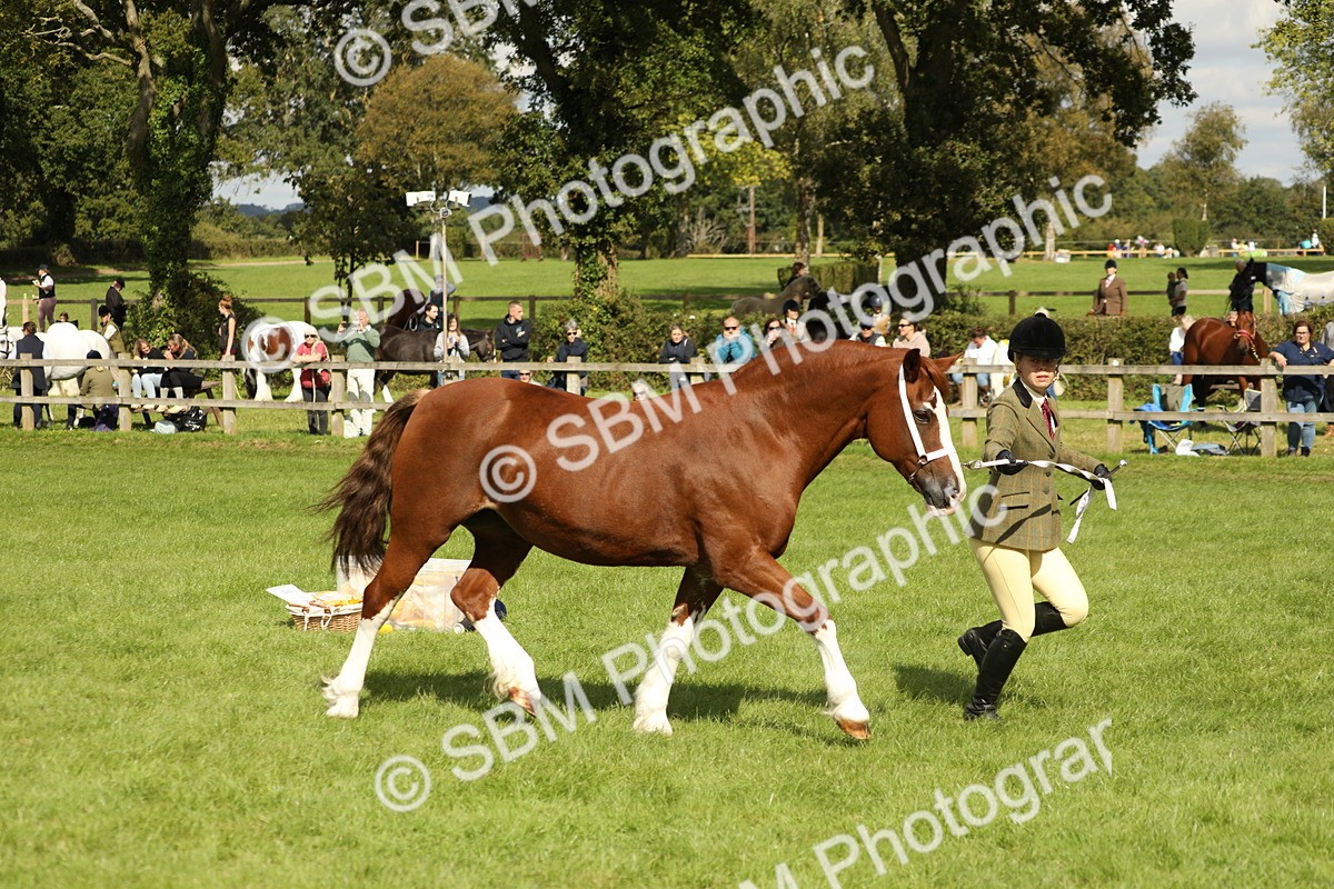 SBM_65406 - S47 - Mountain & Moorland In Hand Large Breeds