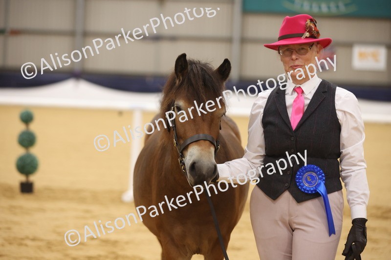 20260913-1075 - Class 109 - Bred On Exmoor In Hand