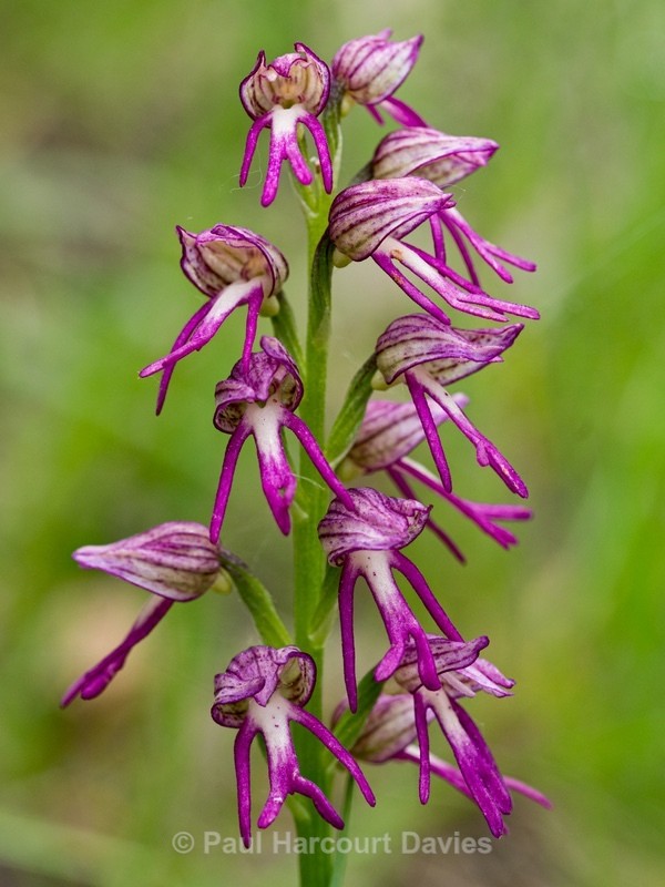 Orchis x bergonii = Orchis anthropophorum x Orchis.simia hybrid - Wild Orchids - 1