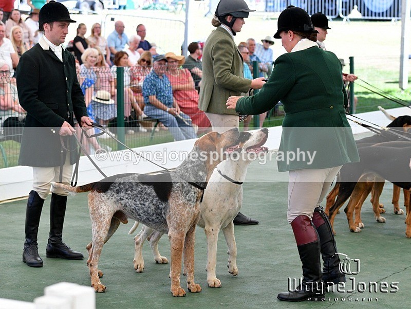 WJ5_0768 - Berks & Bucks at the Great Yorkshire Show 2025