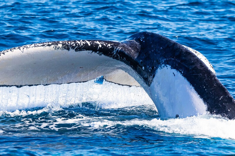 Fluke close-up 0A3A8271 - Humpback Whales