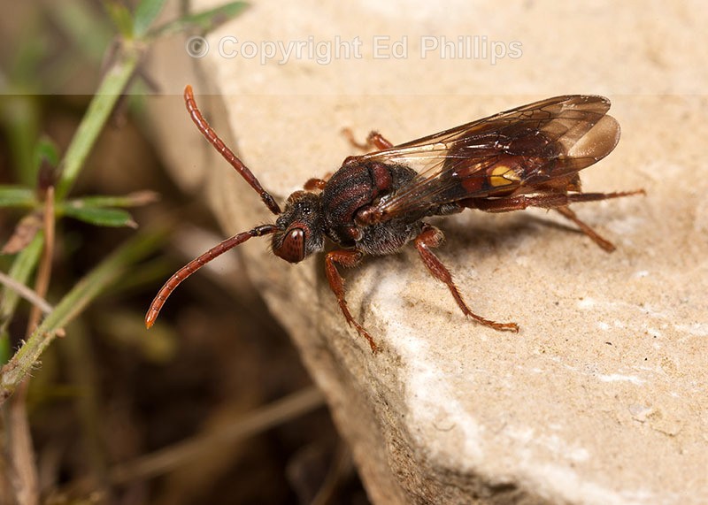 Nomada hirtipes (f)