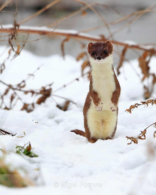 An inquisitive Stoat standing on it's hind legs in the snow - Stoat
