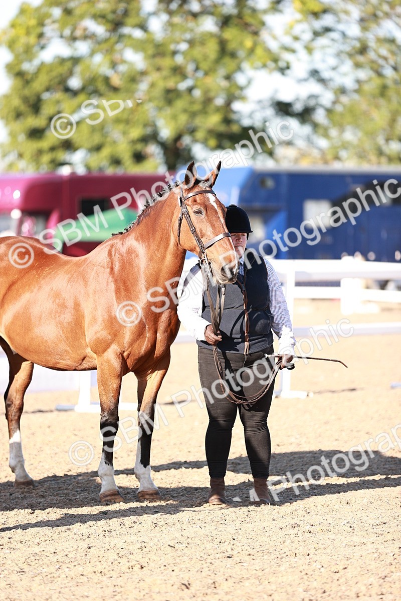 SBM_11190 - Class 401 - IH  Veteran horse