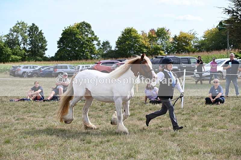 WJ6_6564 - Class 20 In-hand Cob