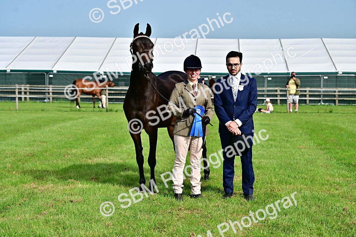 SBM_00119 - Class 46-49 - Arab and Part Bed-Anglo Arab In Hand