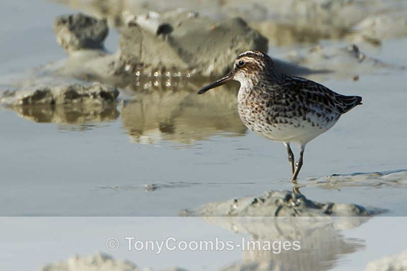 Broad-billed Sandpiper - Turkey