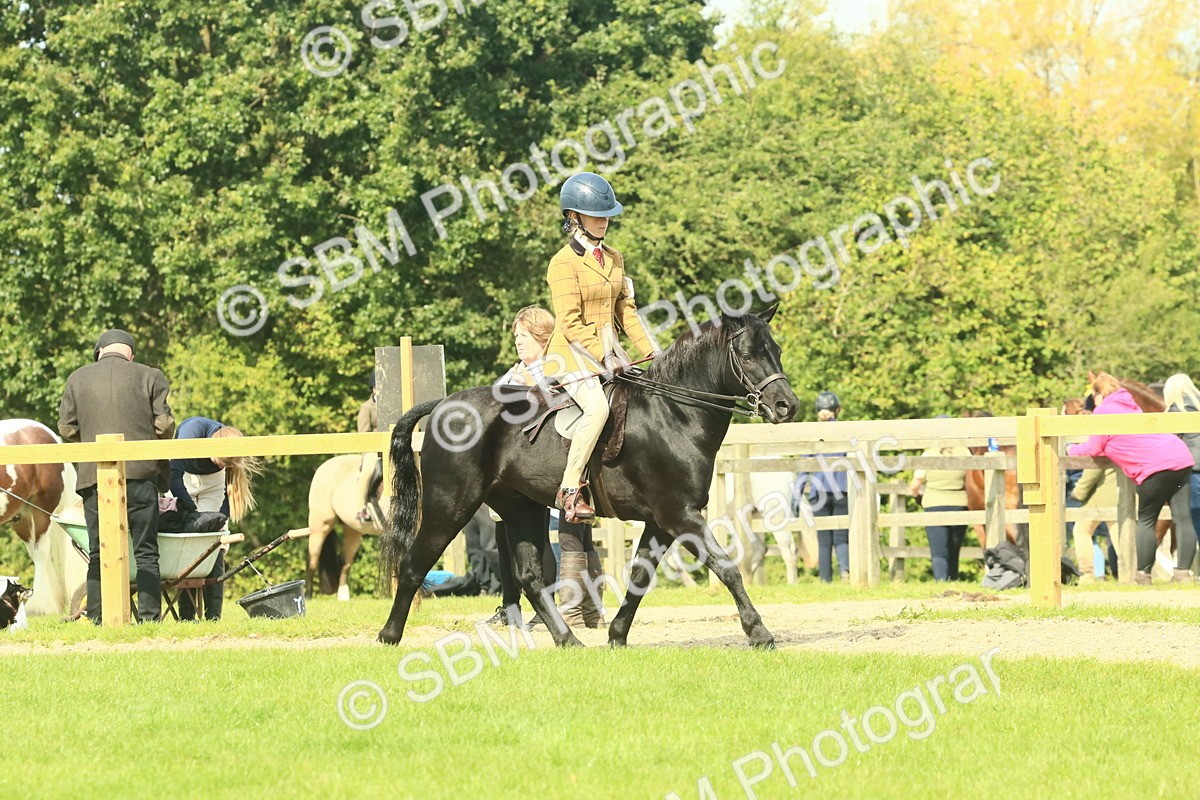 SBM_66503 - S34 - Rehabilitated Rescue Horse & Pony In Hand & Ridden