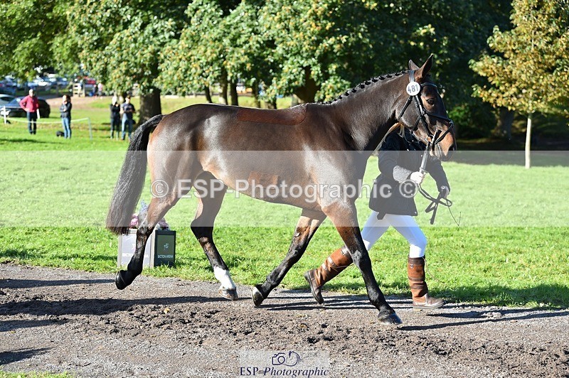 231022-104352-22700 - 481-DUKES.VISION-Abi.Stuart-TrotUp+SJ