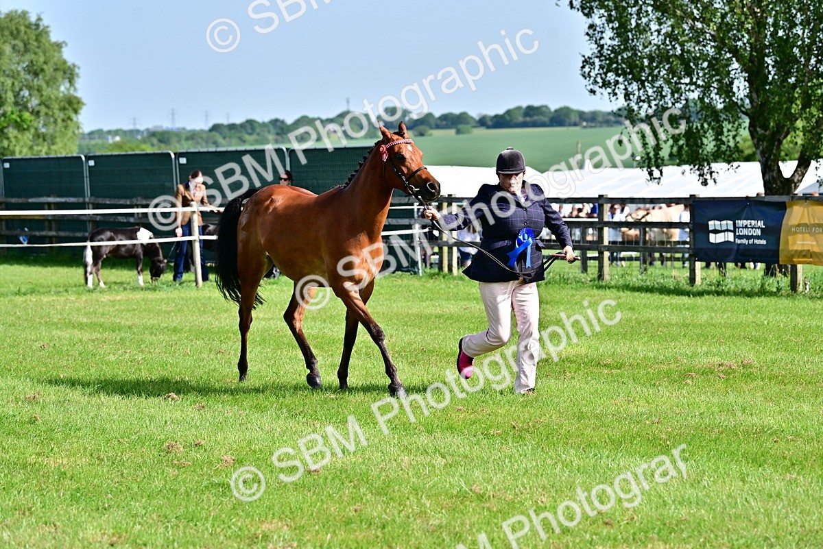 SBM_01103 - Class 46-49 - Arab and Part Bed-Anglo Arab In Hand