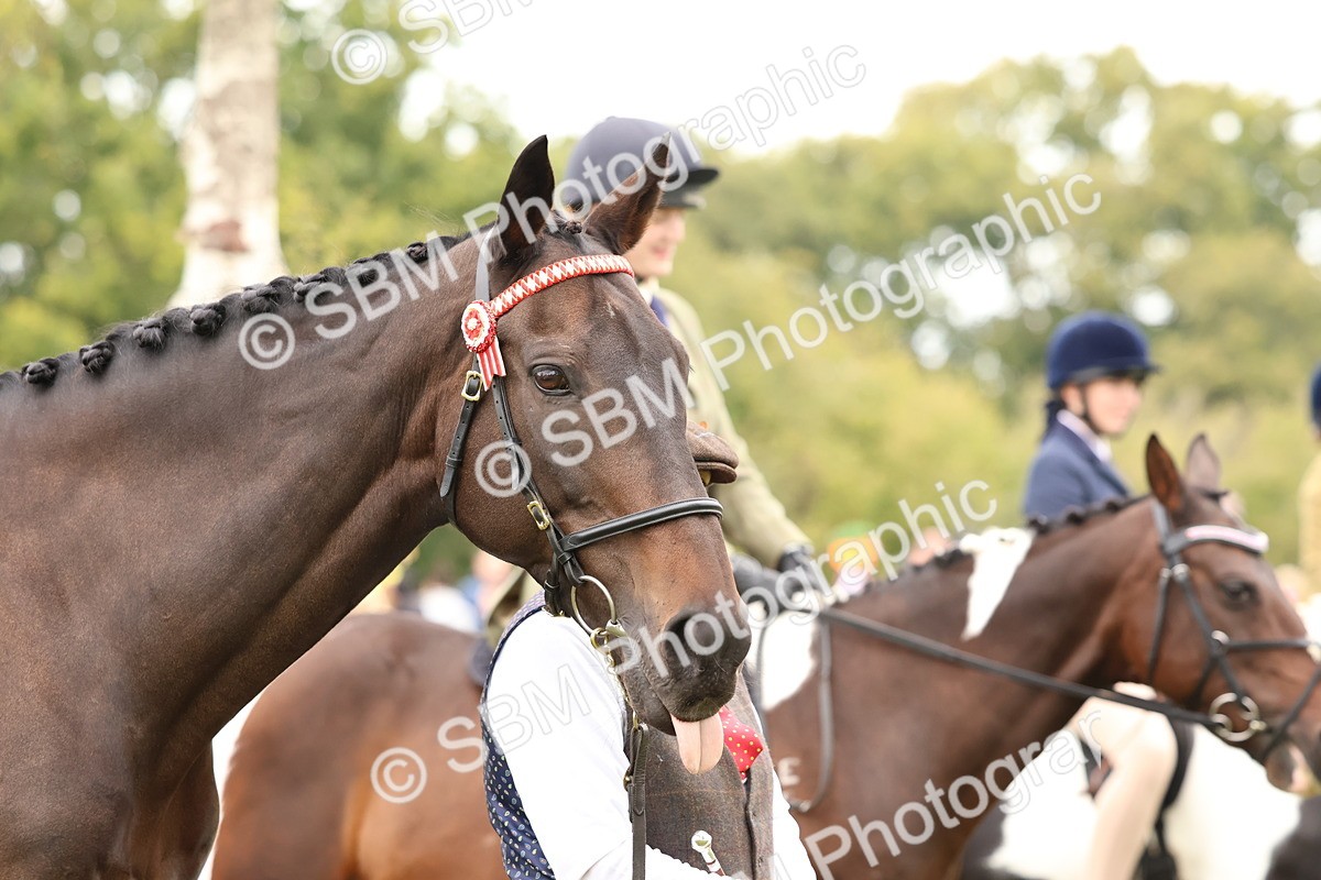 SBM_59981 - S36 - Rehabiliated Rescue Horse & Pony In Hand & Ridden