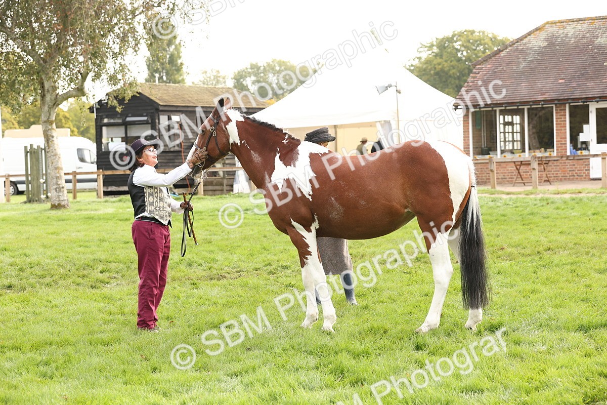 SBM_56796 - S54 - Piebald & Skewbald Horse In Hand
