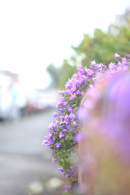  - Wild Flowers,  plants & Fungus photography, Great Britain