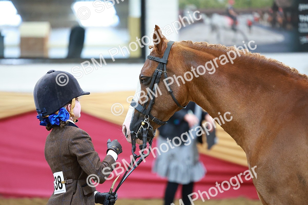 SBM_07717 - Class 101 - HOYS Veteran Qualifier - Ridden Diamond